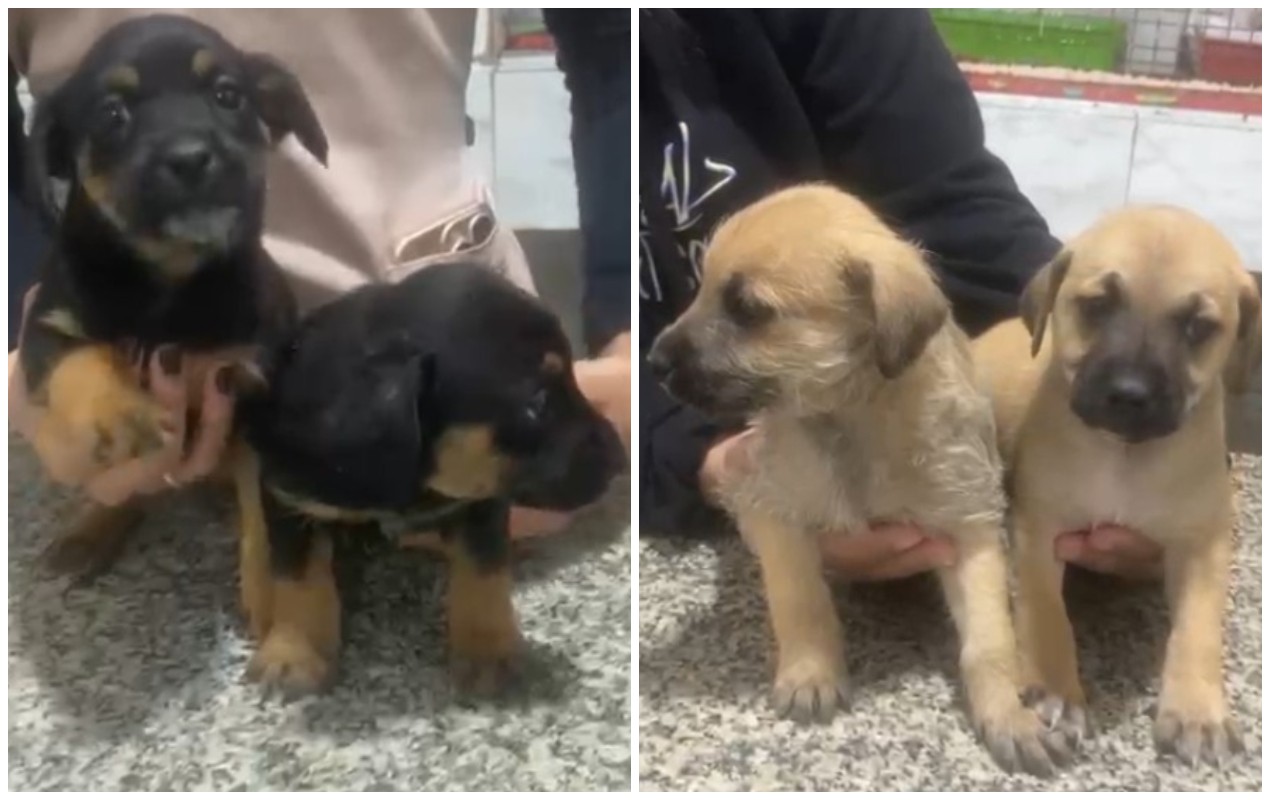 VÍDEO: mulher abandona filhotes de cachorro em ONG de Sorocaba
