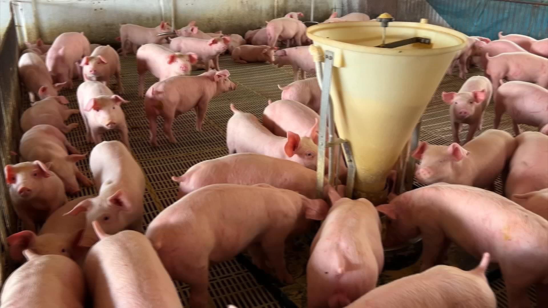 Mercado de suínos melhora e leva otimismo para as granjas 