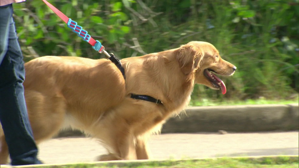 Cão durante passeio em parque — Foto: Reprodução/TV Globo