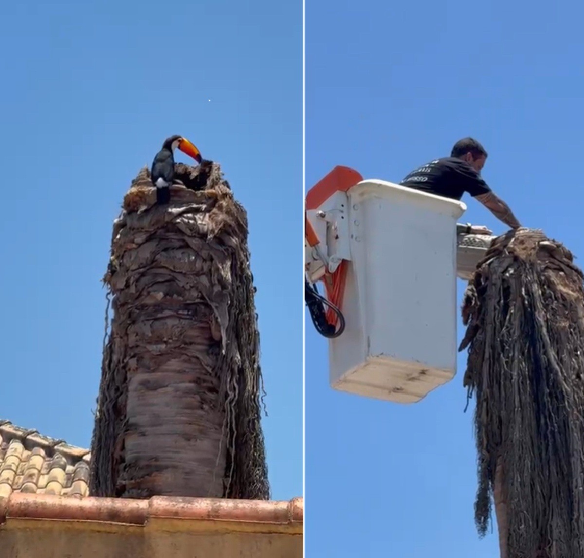 Filhotes de tucano são resgatados após caírem de ninho em Búzios