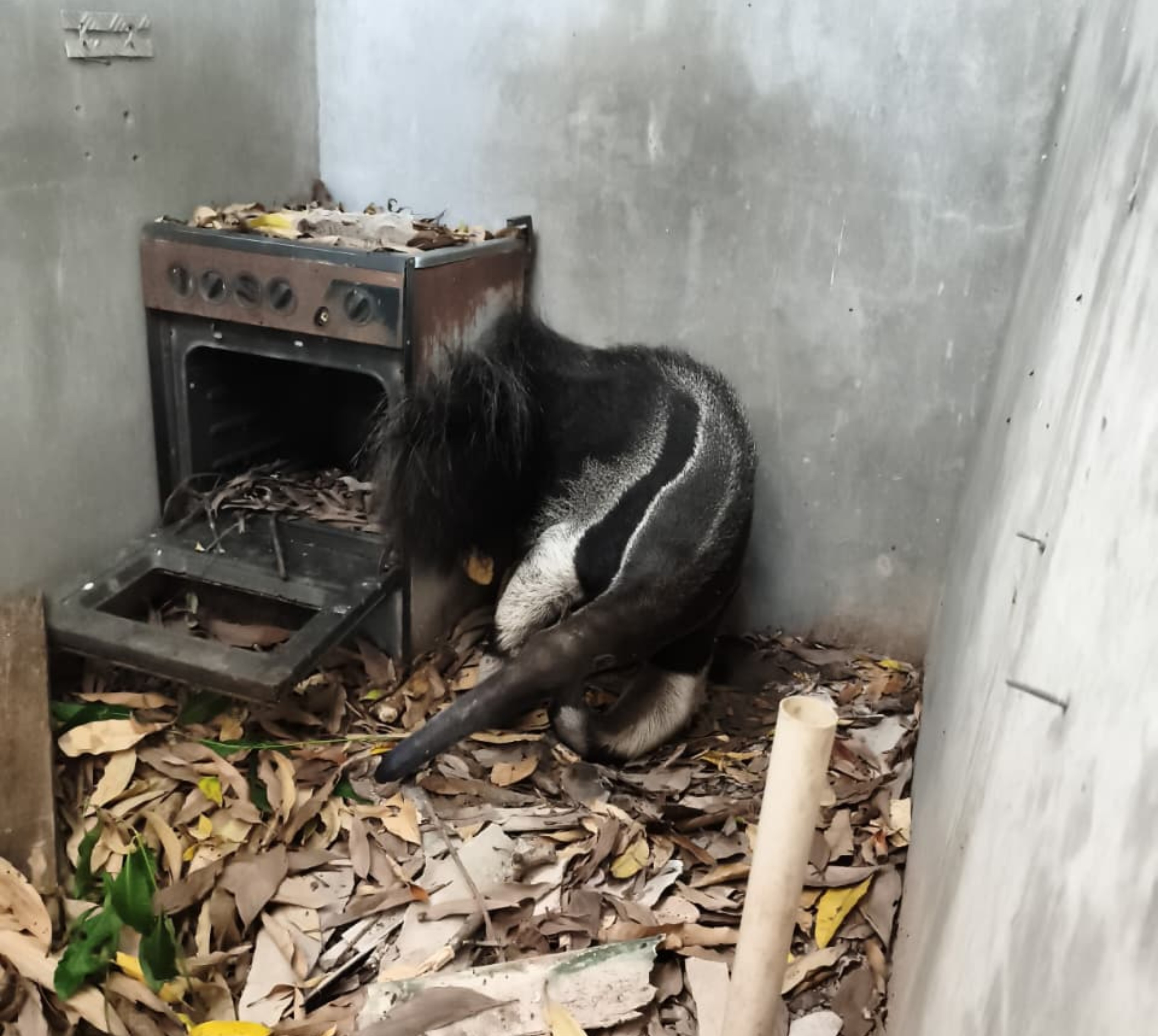 Tamanduá-bandeira é resgatado após ser encontrado ferido em obra abandonada em Boa Vista