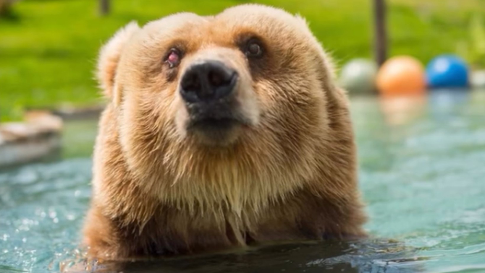Urso-pardo que foi resgatado após 20 anos de maus-tratos em circo morre em santuário de animais em SP