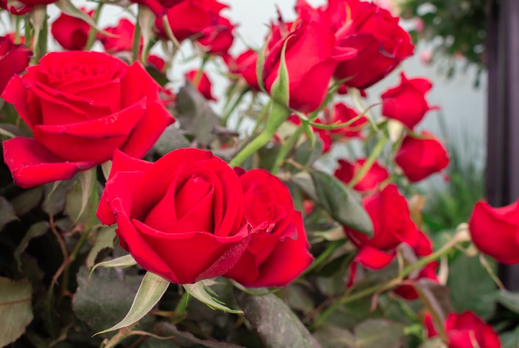 Celebre a tradição japonesa e a primavera na 44ª Festa de Flores e Morangos
