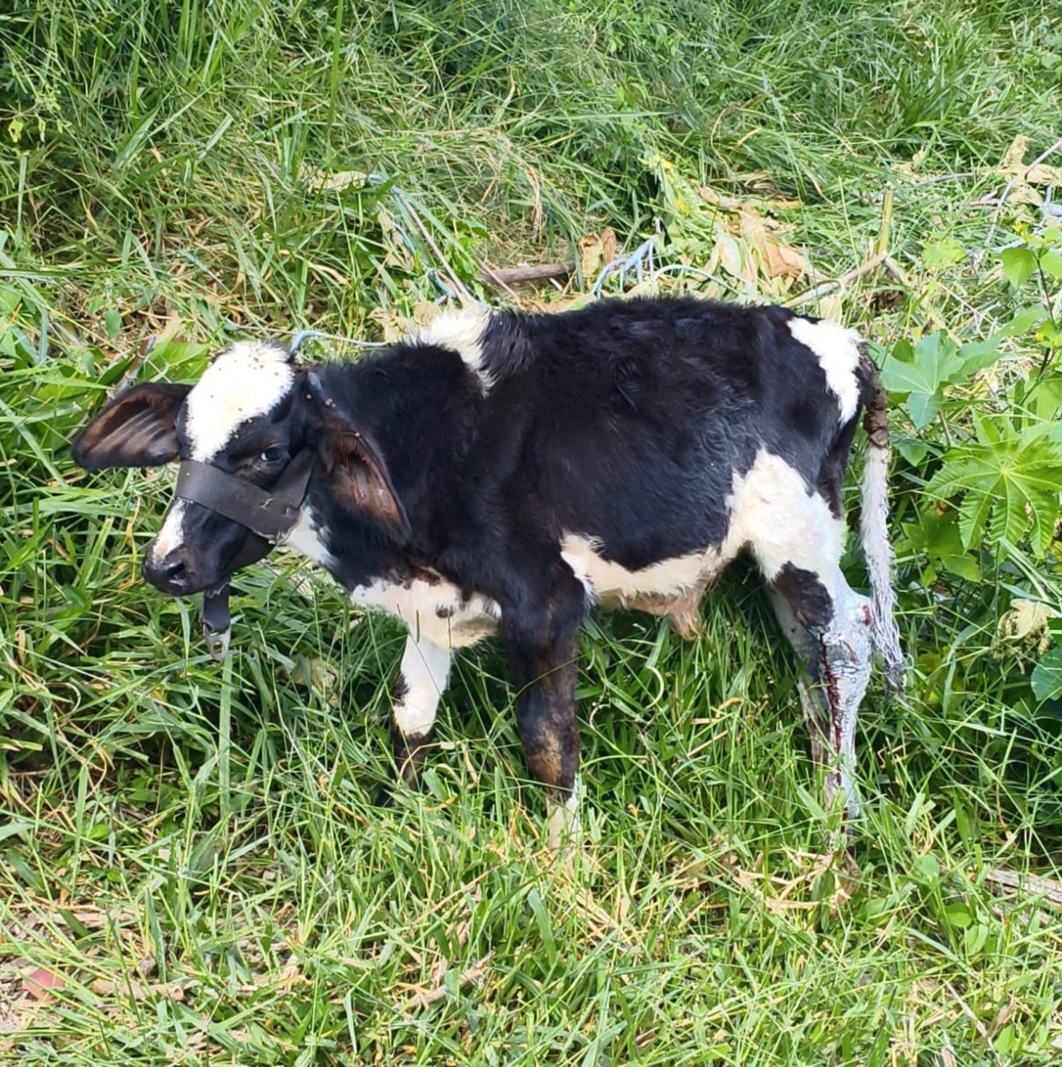 Idoso de 79 anos é detido e multado em R$ 2 mil por maus-tratos a bezerro 