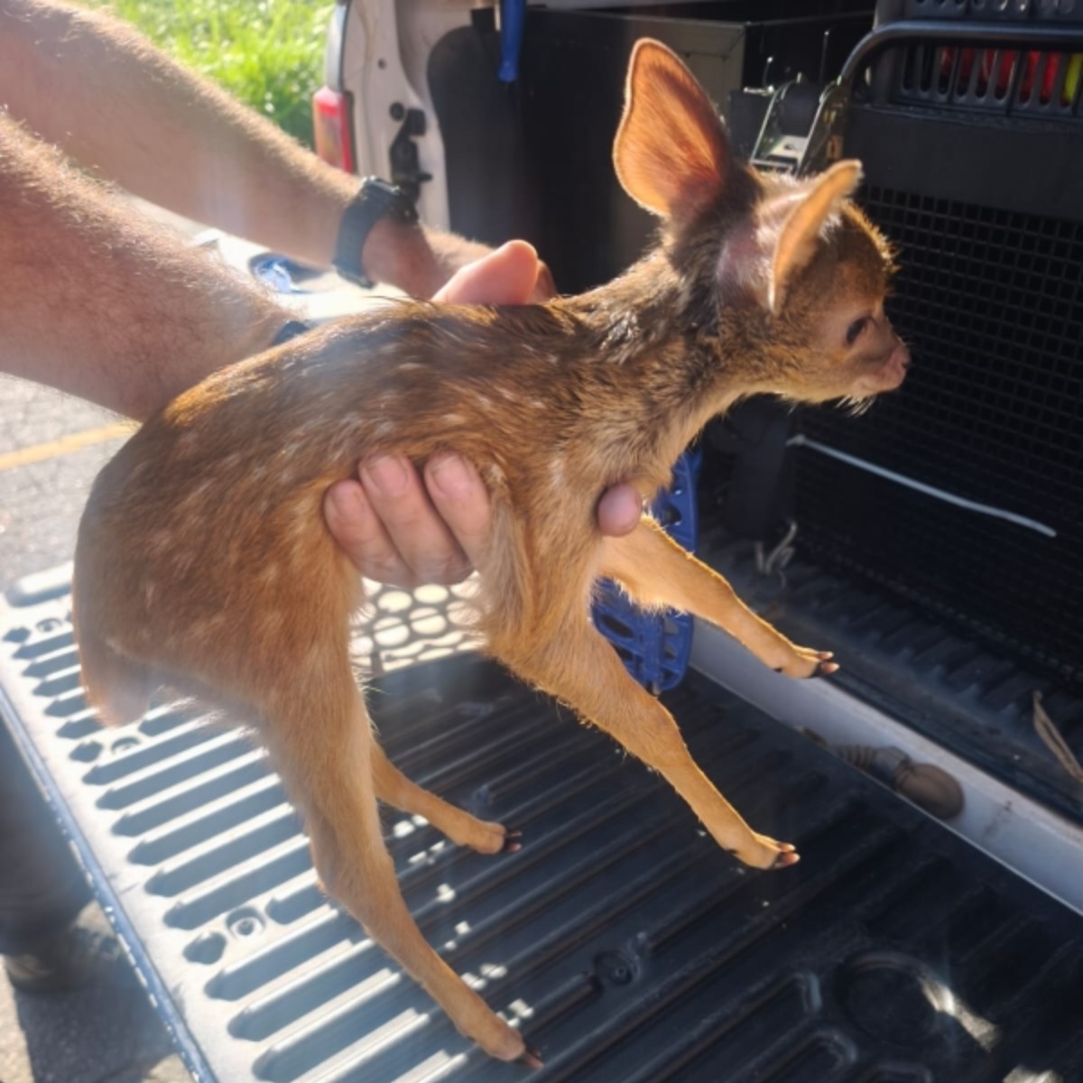 Guardas municipais resgatam filhote de veado em Vinhedo