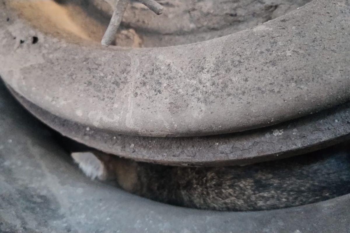 Filhote de gato é resgatado de roda de caminhão estacionado no litoral de SP; 'Alívio'; VÍDEO