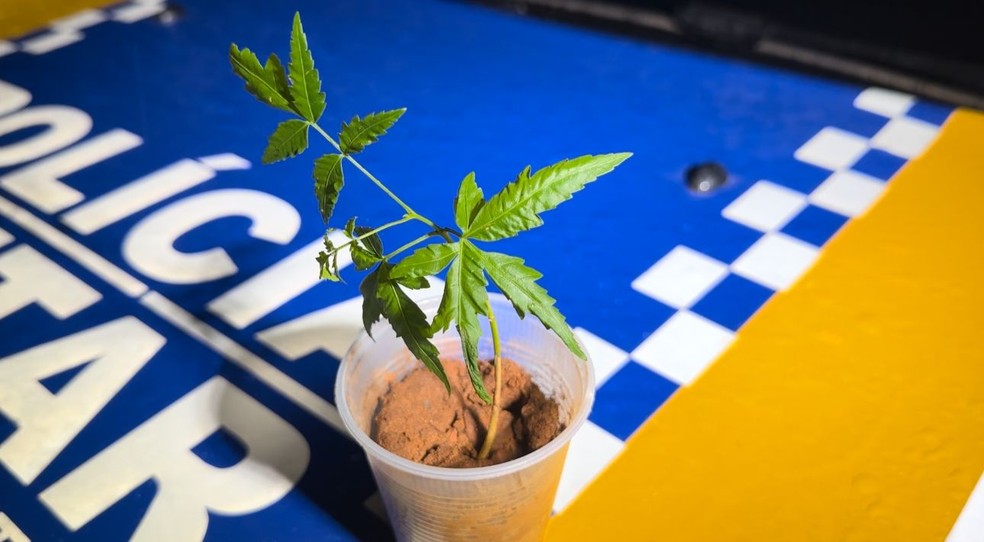 Pé de maconha encontrado com suspeito — Foto: PM/Divulgação