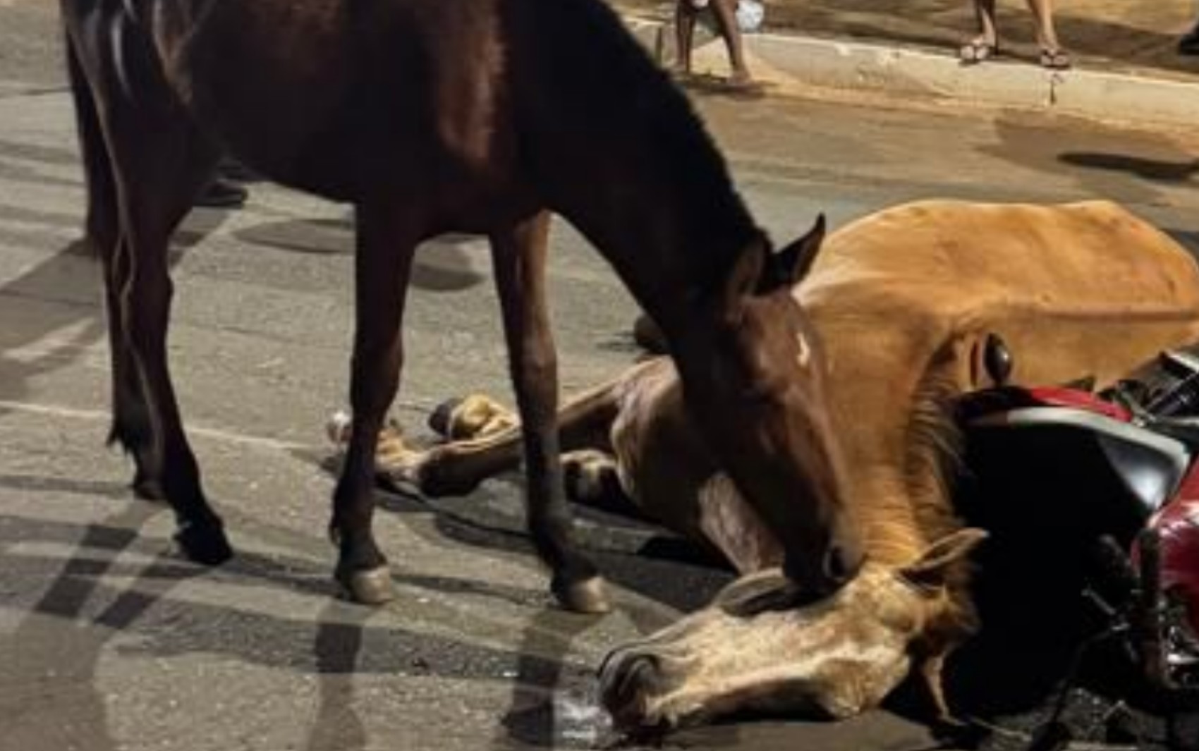 Cavalo tenta 'reanimar' égua que morreu após ser atropelada em Goiânia; vídeo