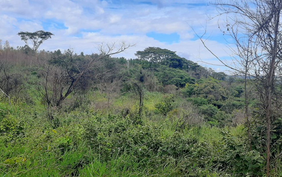 Imagem Polícia Ambiental/Divulgação