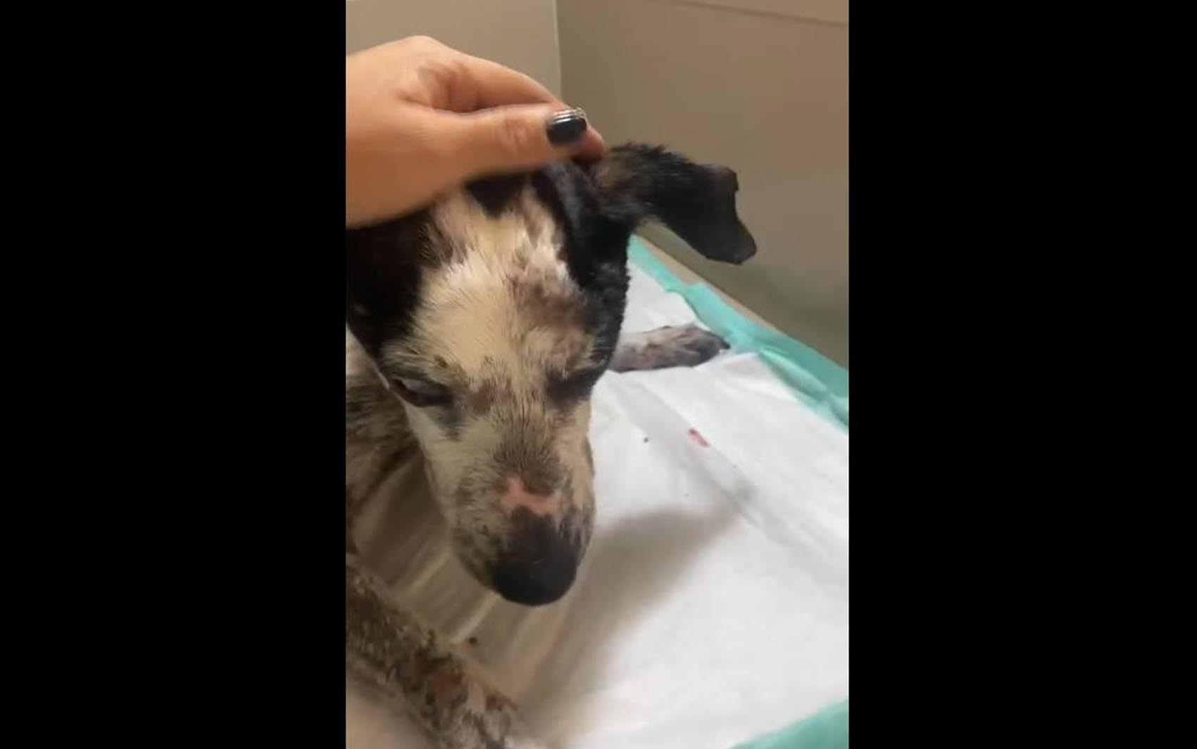 Cachorro cego morre afogado em piscina de hotel para animais em Ribeirão Preto, SP