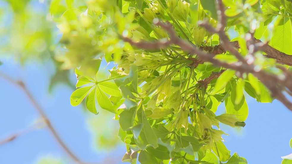 Imagens mostram flores do ipê verde — Foto: TV Globo/Reprodução