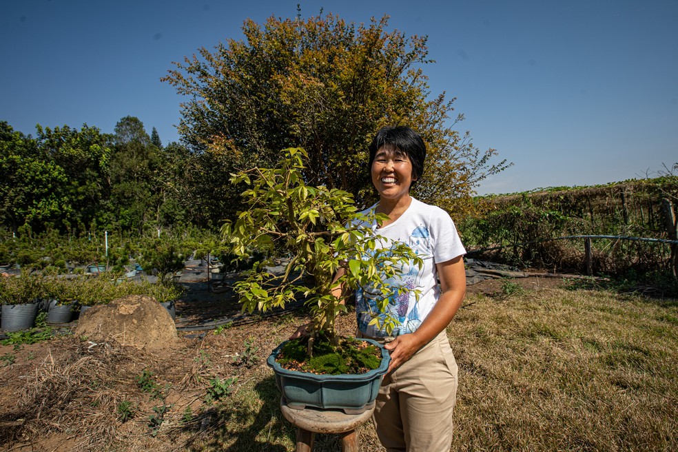 Regina Suzuki cultiva bonsais há quase 30 anos — Foto: Fabio Tito/g1
