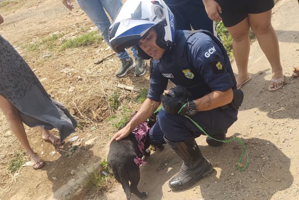 Plástico grudou no corpo do animal, que foi levado para atendimento veterinário e passa bem — Foto: Guarda Civil Municipal
