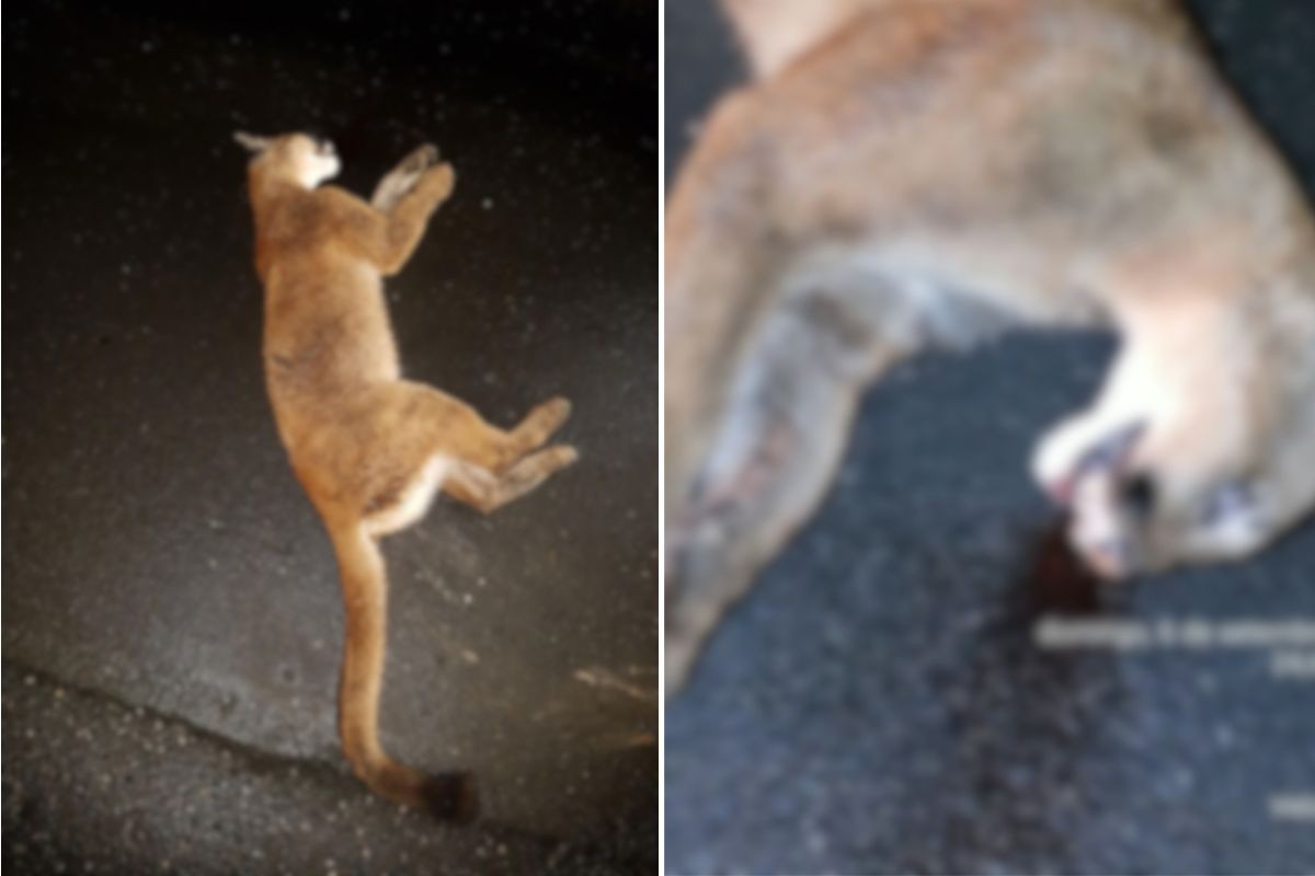Onça-parda morre após ser atropelada em rodovia no interior de SP