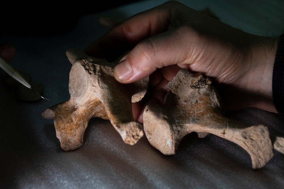 Antropólogo colombiano Miguel Delgado segura osso fossilizado de um Glyptodonte no Museu de Ciência Natural de Buenos Aires, Argentina. — Foto: REUTERS/Mariana Nedelcu