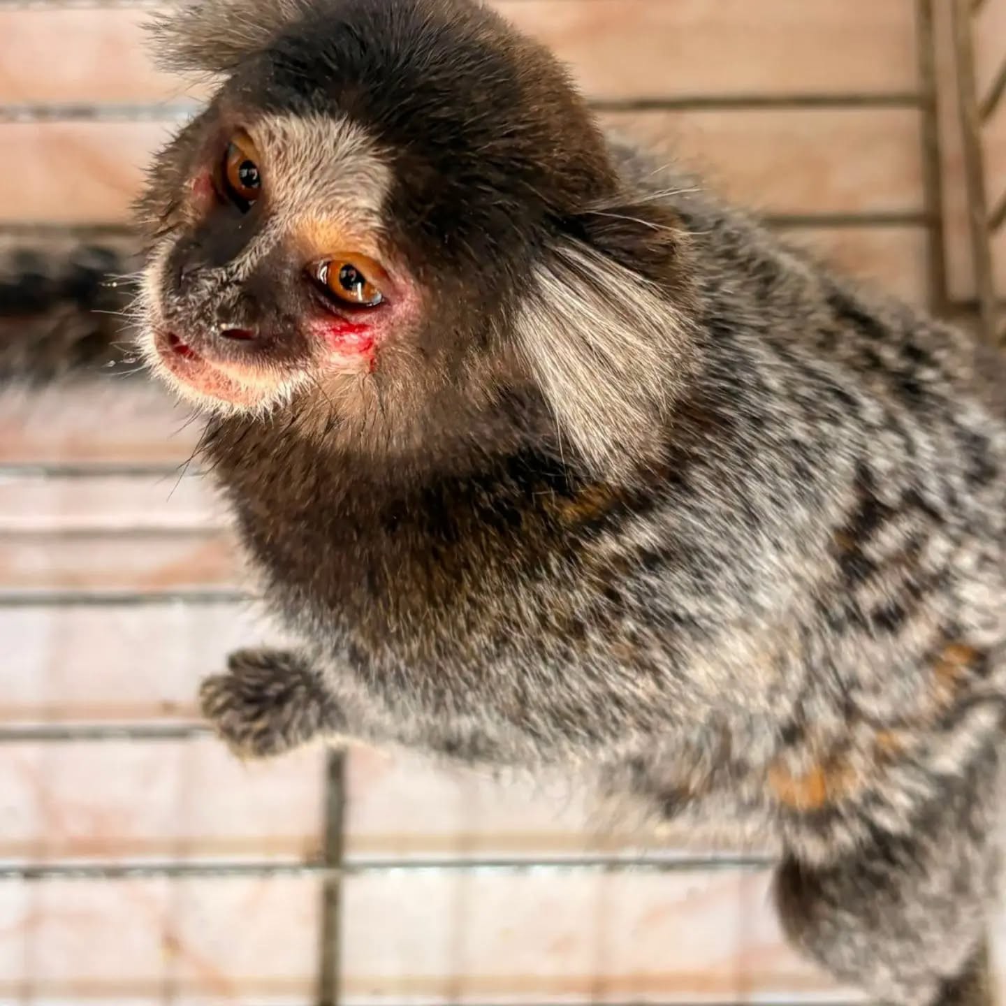Resgate de sagui e registro de lobos-guarás destacam fauna de Valença