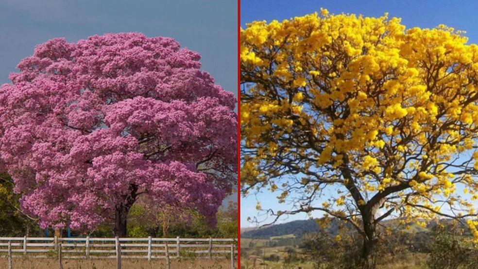 Florada de ipês rosa e amarelo — Foto: Amaury Antônio Alves dos Santos/ Sementes Caiçara