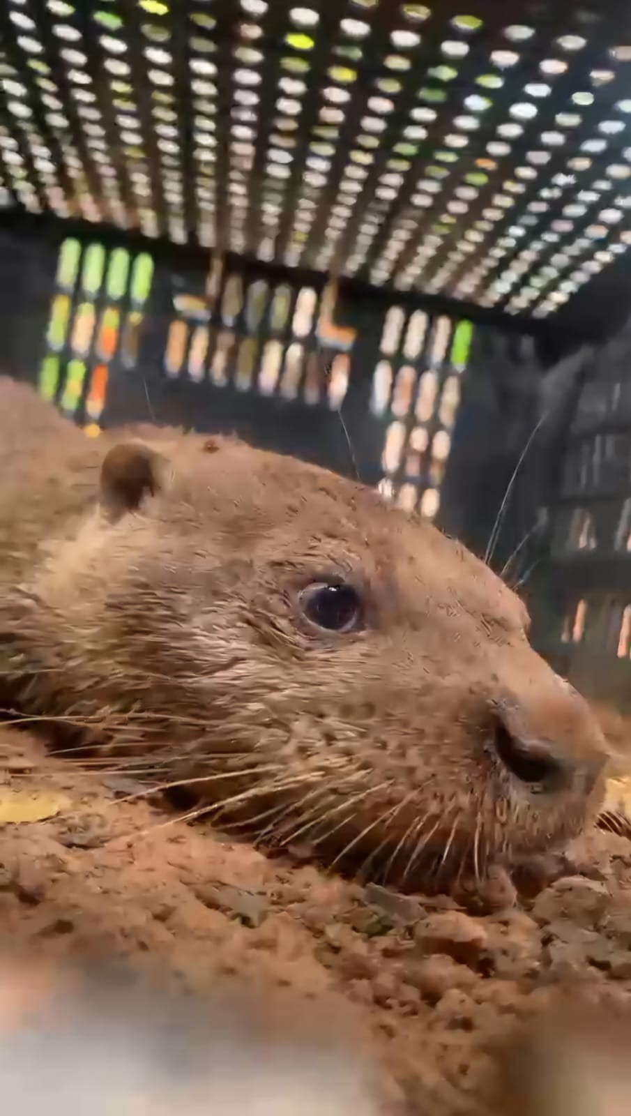 VÍDEO: Lontra volta à natureza após ser resgatada no quintal de casa em Araguari