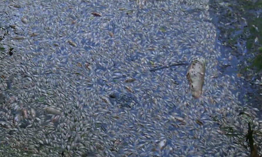 Morte de peixes no Rio Miringuava foi causada por excesso de material orgânico despejado por frigorífico, aponta investigação