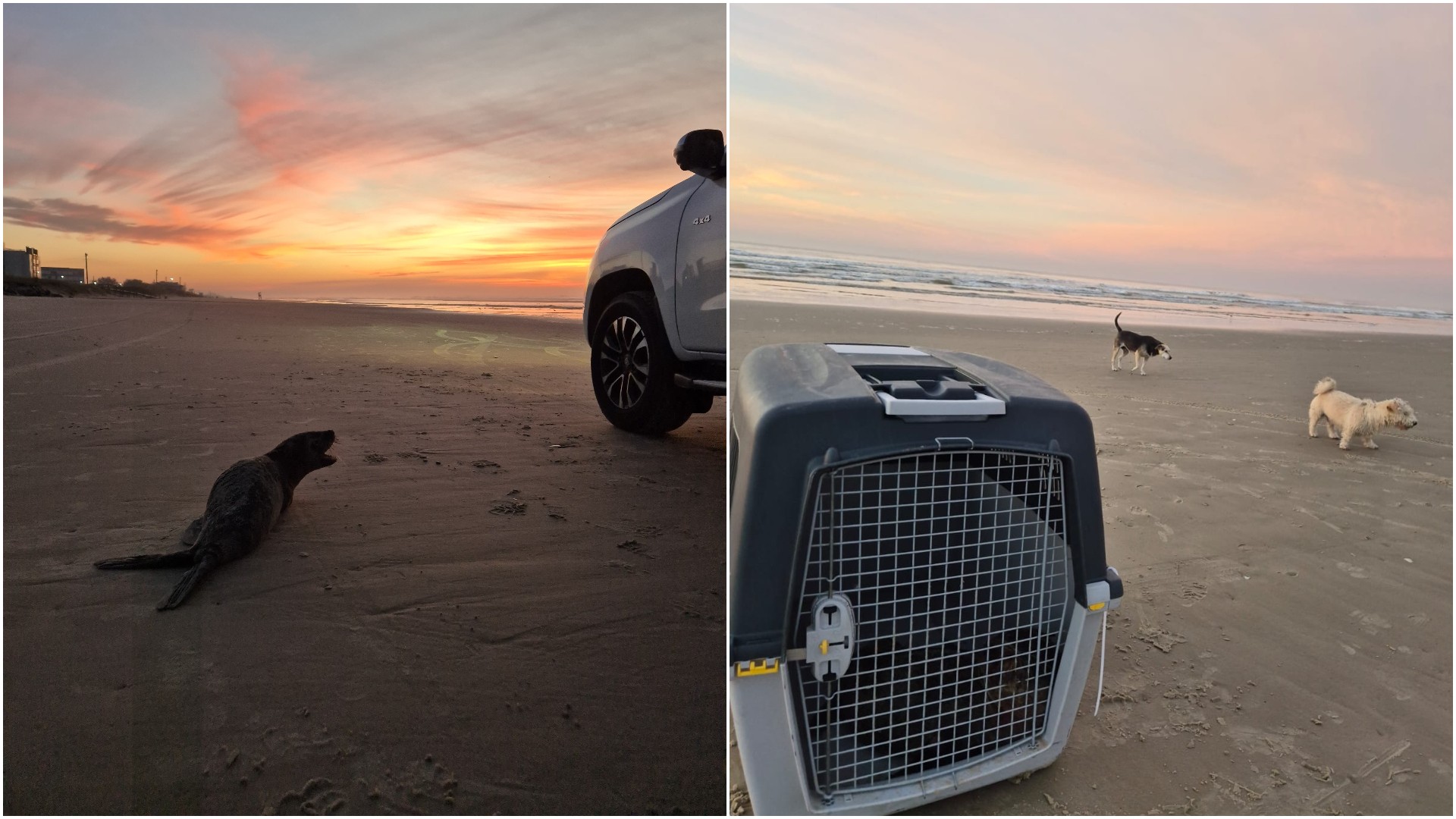 Lobo-marinho morre com fratura no crânio após ser atacado por cães em praia de SC; VÍDEO