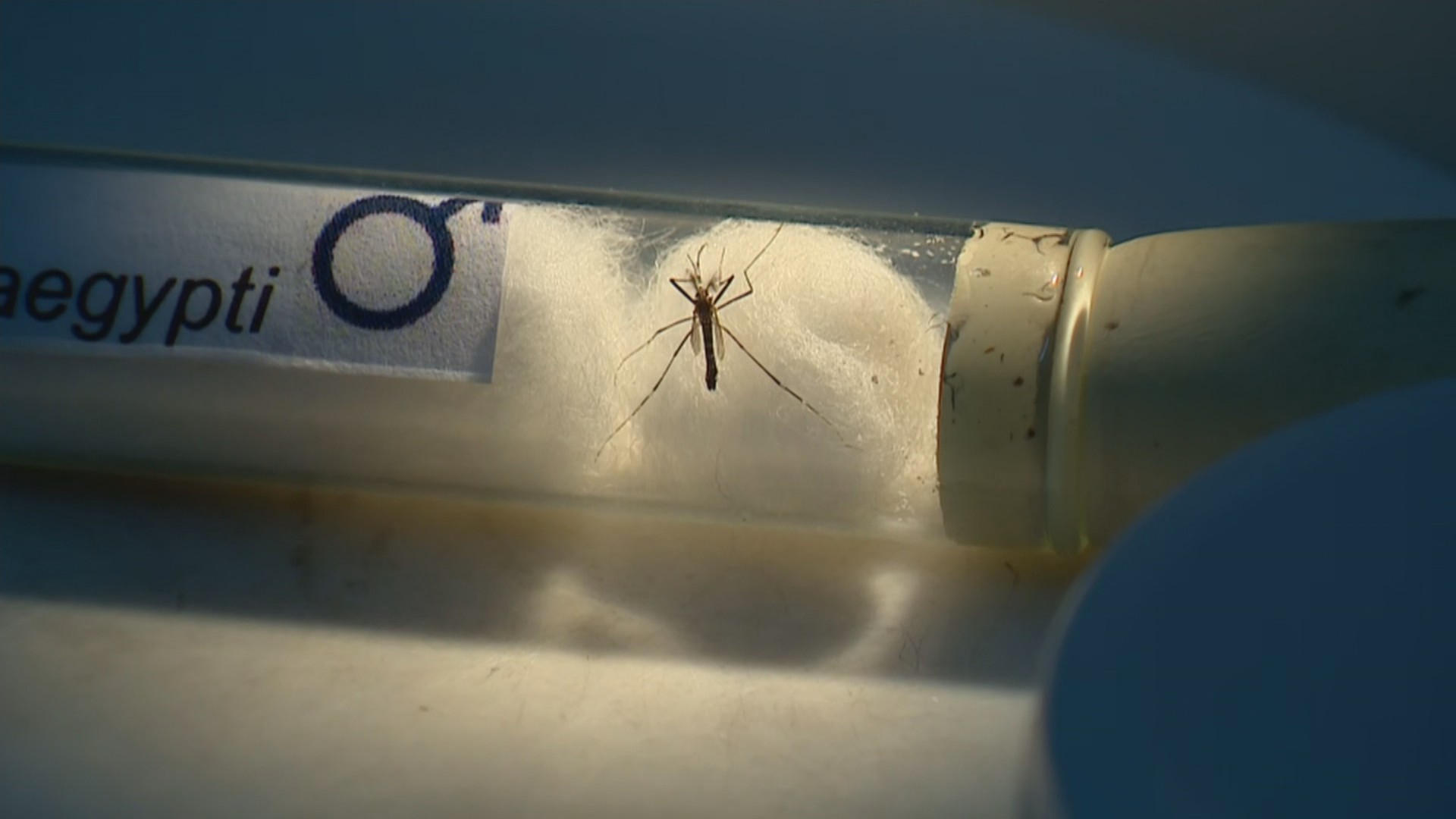 Em uma semana, Saúde registra 400 novos casos de dengue em MS; confira o boletim