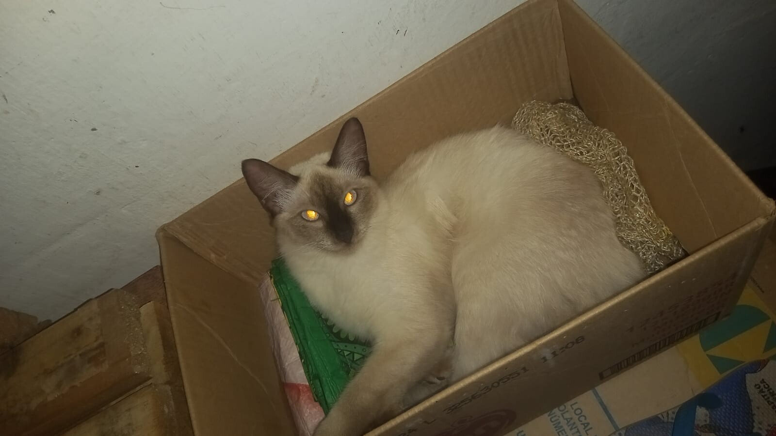 Falsa veterinária cobrou R$ 100 por castração em Maceió; 'entreguei minha gata com vida e não a vi mais', lamenta tutora