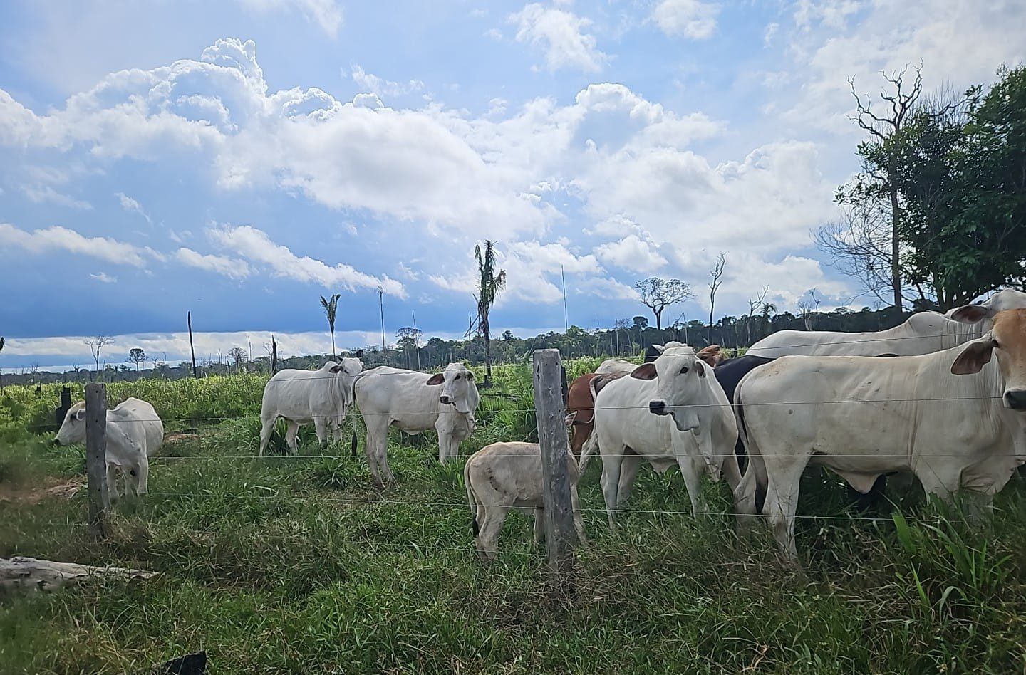 Fiscalização contra criação ilegal de gado aplica mais de R$ 930 mil em multas no interior AM