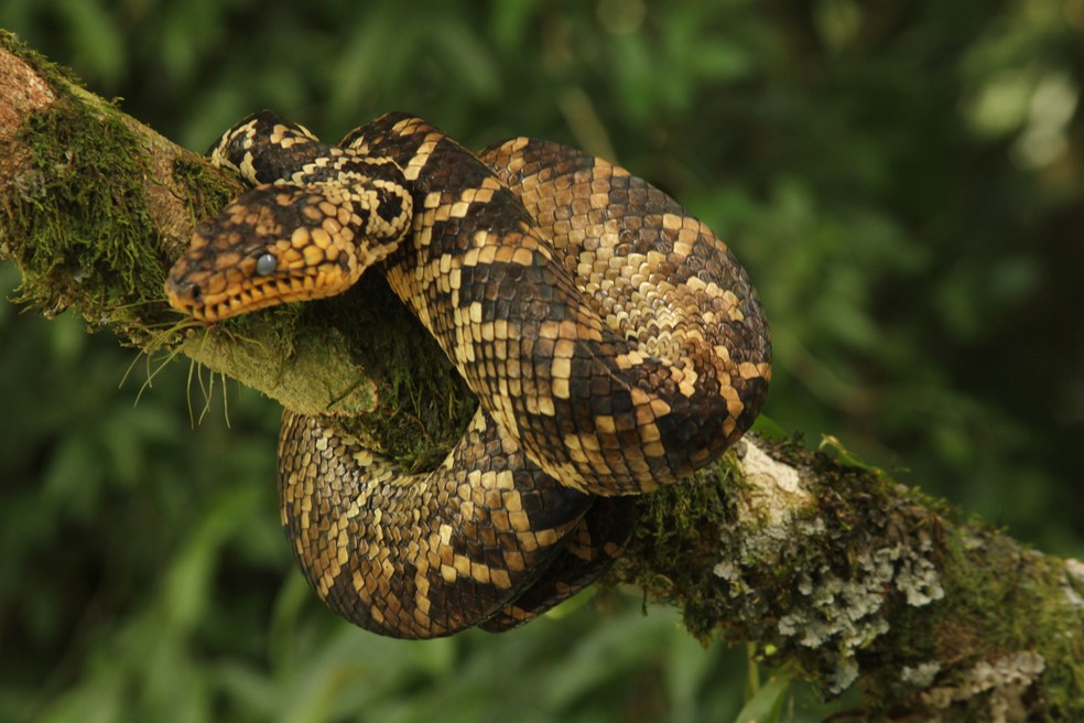 Na imagem o primeiro macho monitorado pelos pesquisadores, indivíduo foi batizado de Ribeiro — Foto: Projeto Jiboia-do-ribeira