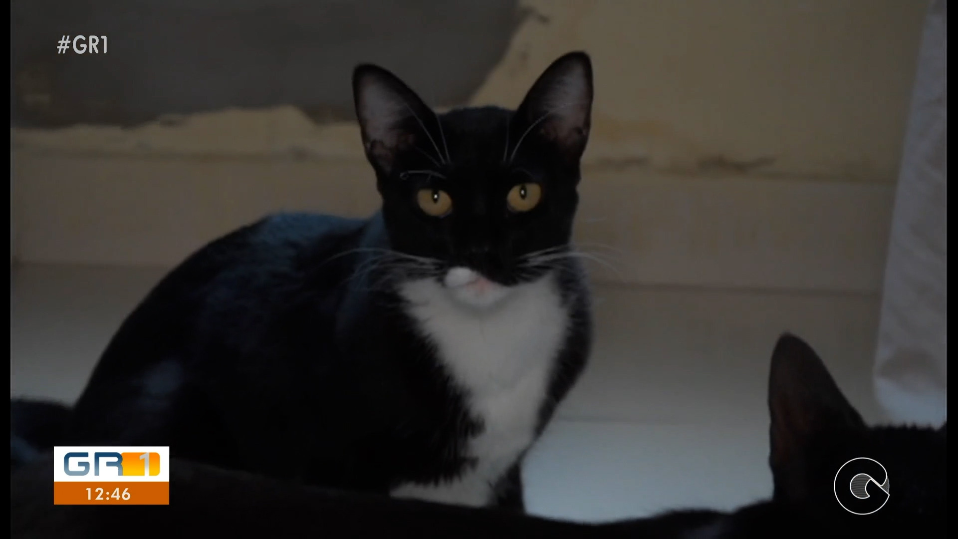 VÍDEOS: GR1 de segunda-feira, 29 de dezembro de 2025  