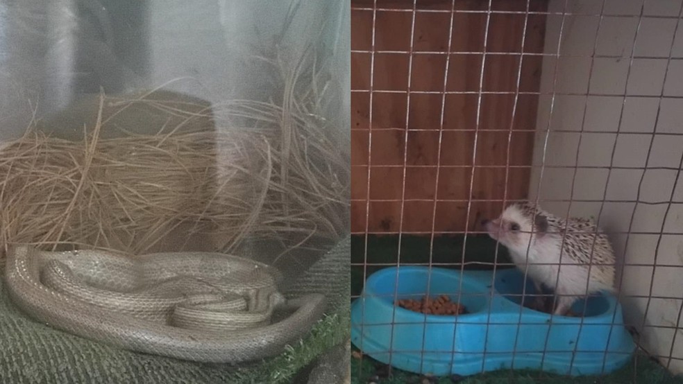 Serpente e ouri&ccedil;o pigmeu africano apreendidos por policiais ambientais com suspeito, multado em R$ 3 mil por cria&ccedil;&atilde;o irregular de animais ex&oacute;ticos, no s&aacute;bado (4), em Ara&ccedil;atuba &mdash; Foto: Pol&iacute;cia Ambiental/Divulga&ccedil;&atilde;o