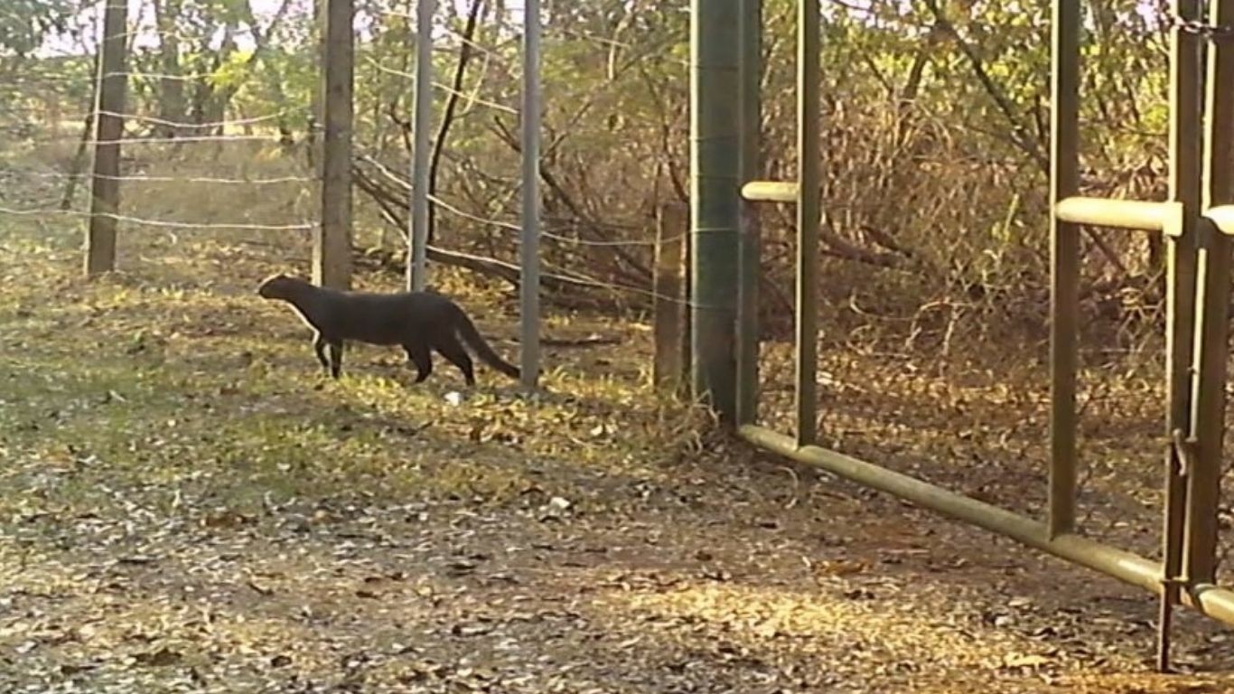 Câmera flagra gato-mourisco pela primeira vez em área de mata em Campinas