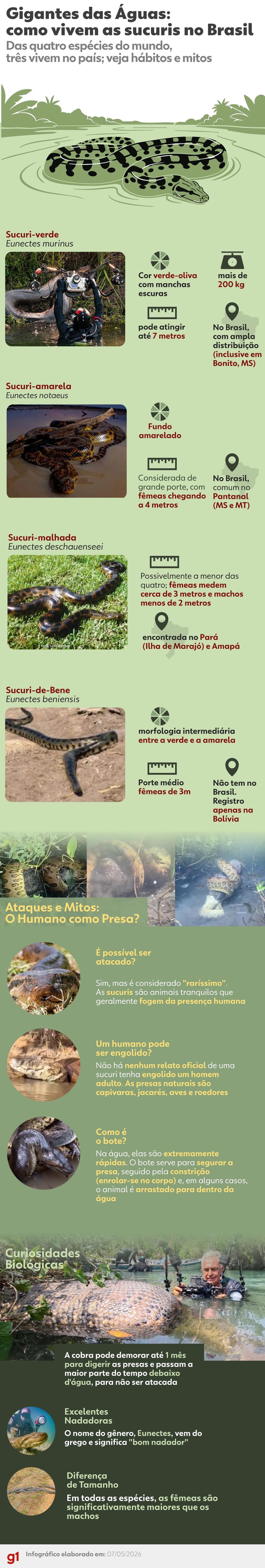 Infogr&aacute;fico - As sucuris gigantes que vivem pelo Brasil. &mdash; Foto: Arte/g1