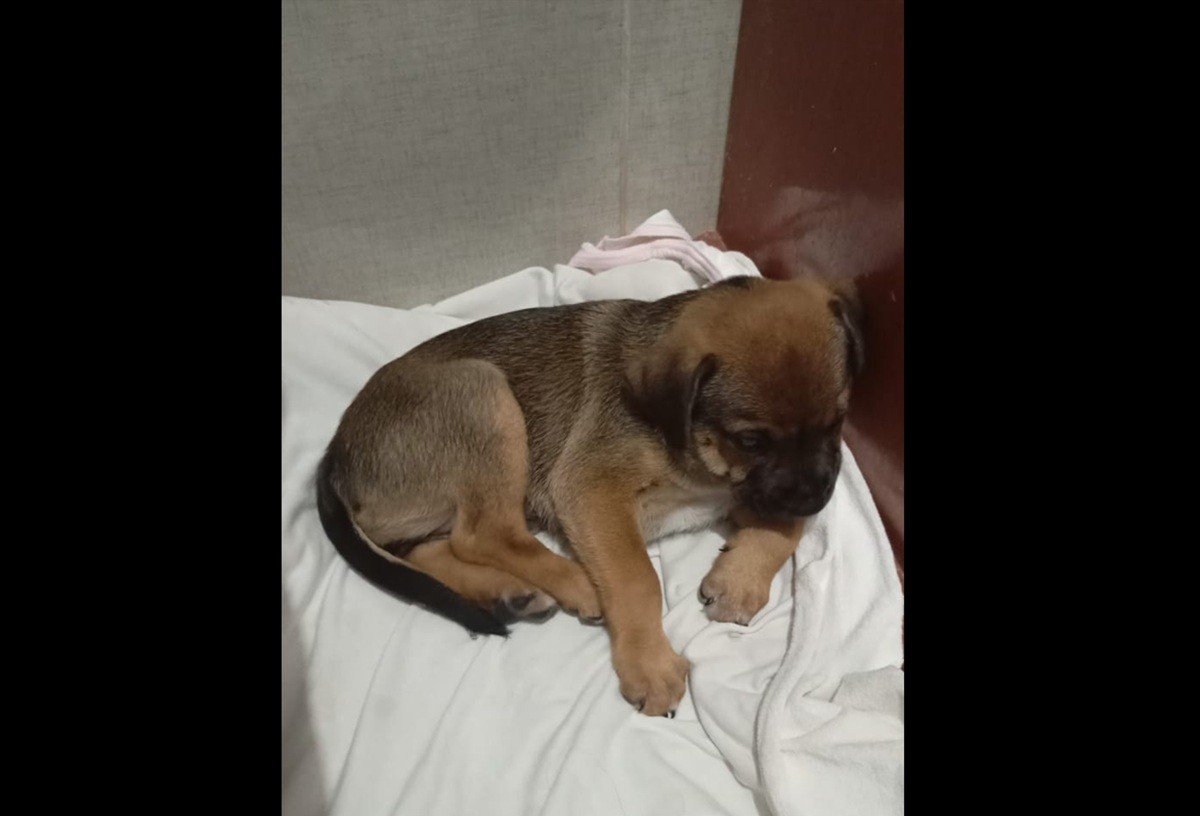 Cadela vítima de maus-tratos é adotada por empresário em Campos após vídeo chocar moradores