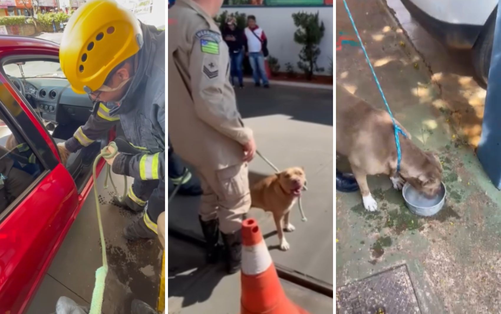 Motorista para carro em posto, deixa porta aberta e encontra pit bull em cima do banco ao voltar para o veículo