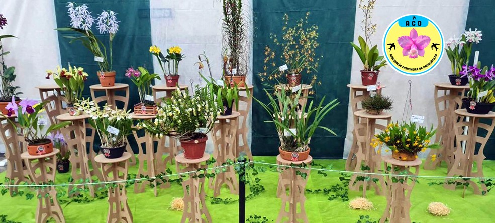 26ª Exposição Nacional de Orquídeas em Campinas (SP)