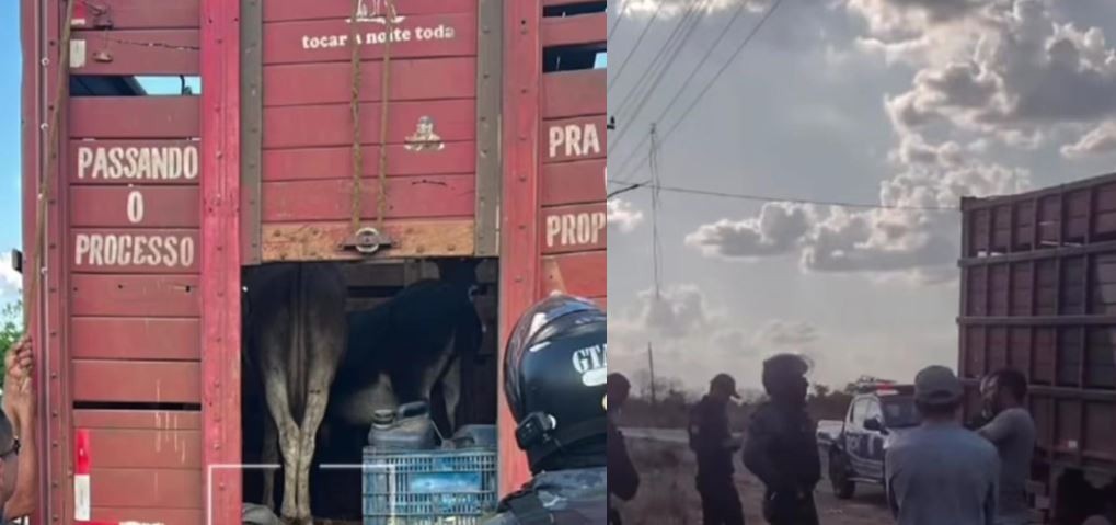 Jumentos são apreendidos no interior do MA; suspeita é que carne do animal seria vendida como se fosse de boi