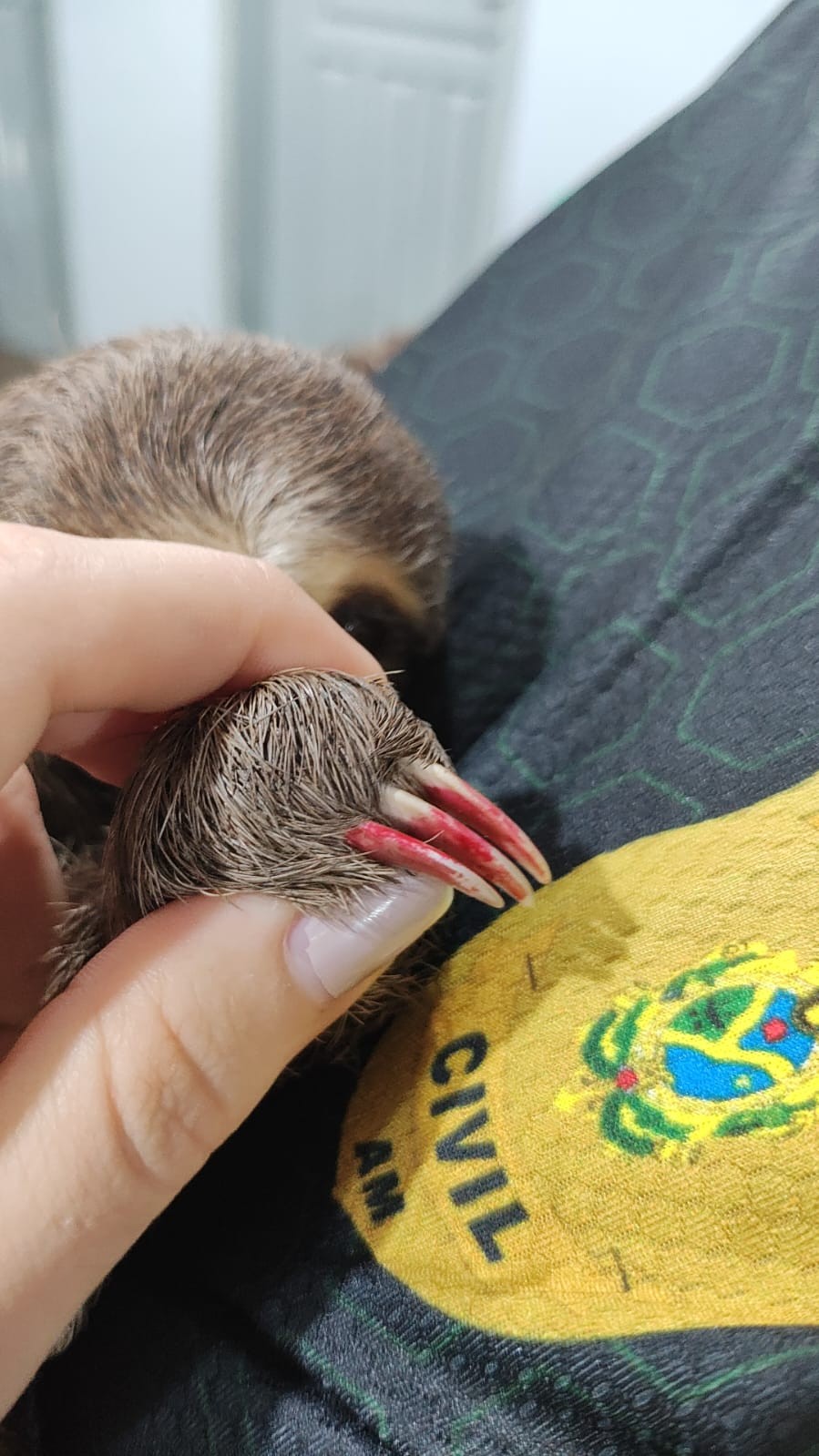 Bicho-preguiça com unhas pintadas é resgatado em Parintins após denúncia de transporte ilegal; VÍDEO