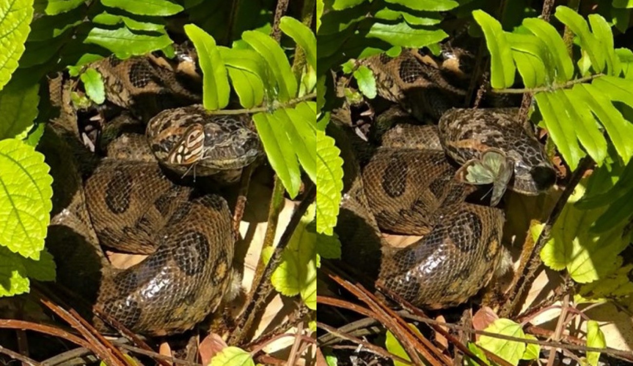Borboleta pousa na cabeça de filhote de sucuri em rio de águas cristalinas, e cena rara impressiona