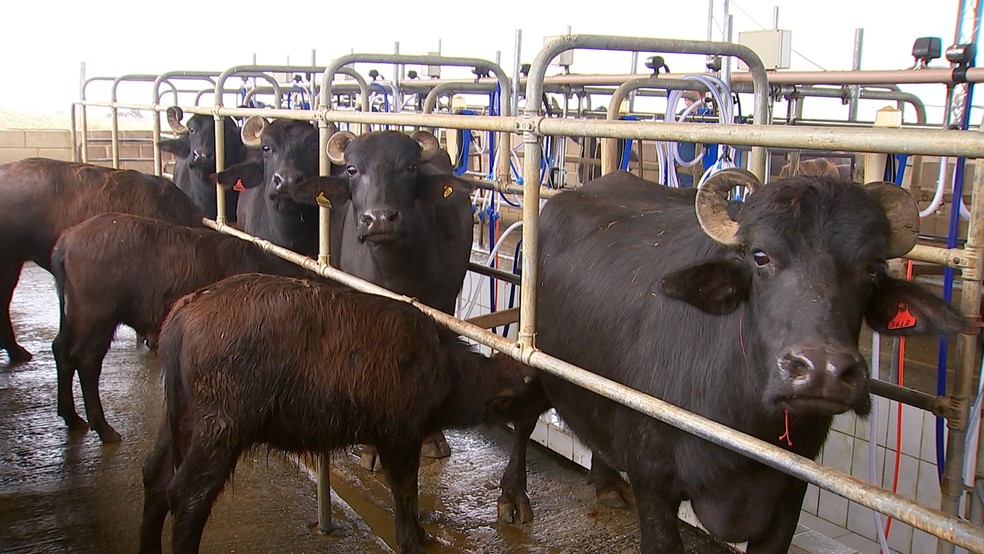 Leite de búfalas é fonte de renda em muitas propriedades de SP, Nosso  Campo