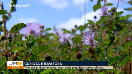 Planta “Mimosa pudica” chama atenção nos canteiros de Palmas