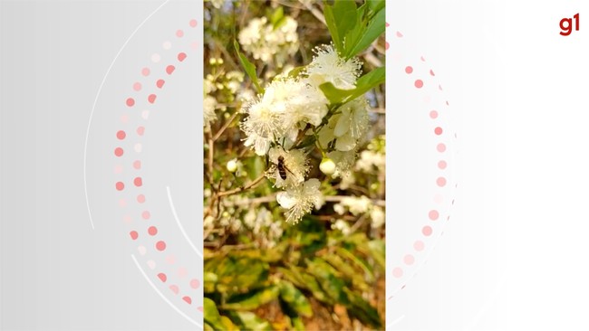 Antes da fruta da guavira nascer, as flores encantam e colorem o cerrado