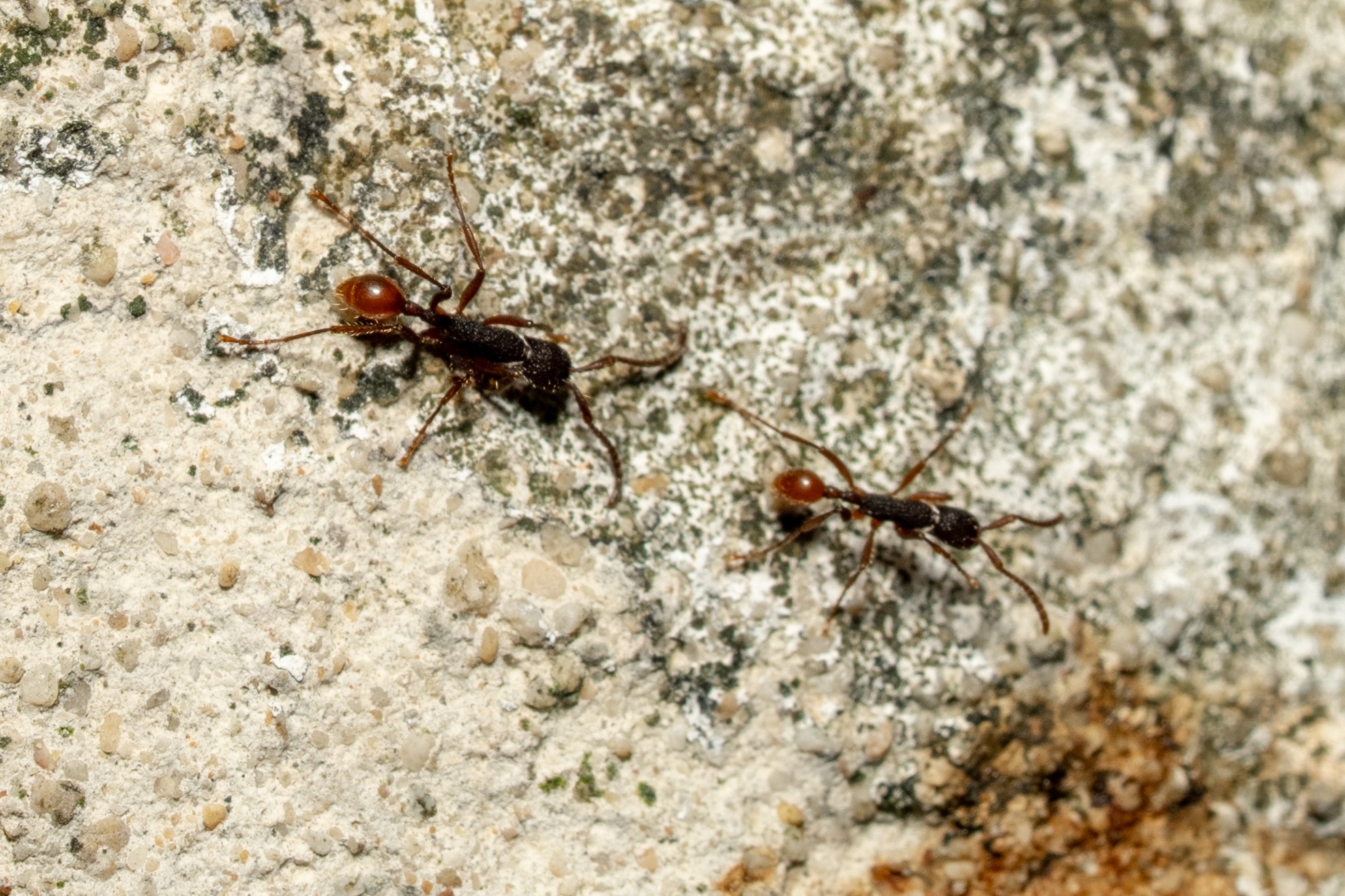 Formigas fazem ‘ponte viva’ em vídeo postado nas redes sociais; biólogo explica comportamento