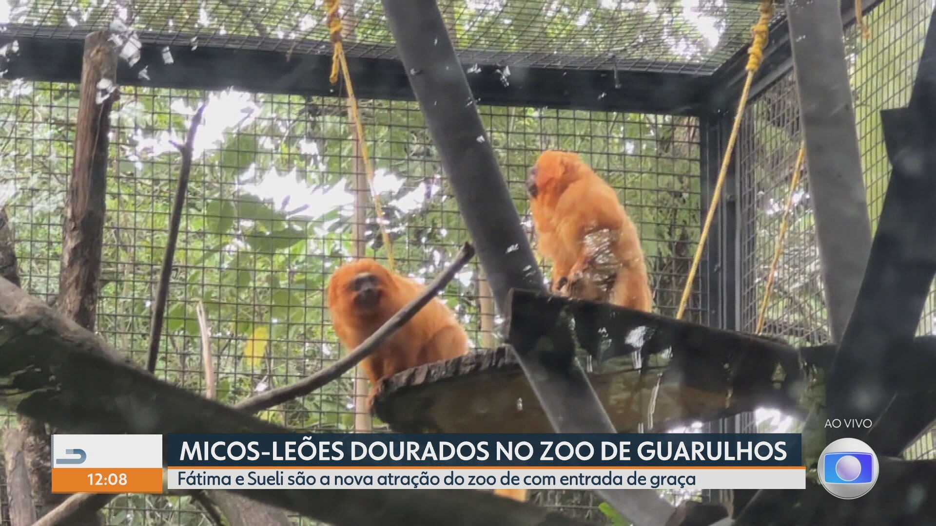 Zoo de Guarulhos recebe duas novas moradoras: Fátima e Sueli, uma dupla de micos-leões-dourados vítimas de tráfico