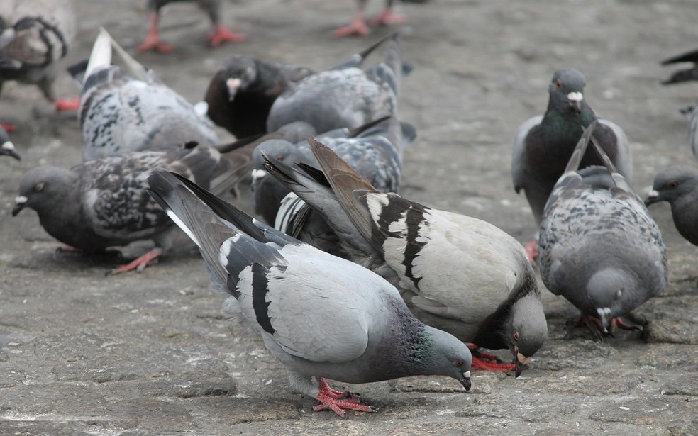 Xadrez com os pombos', um artigo de Fernando Gabeira