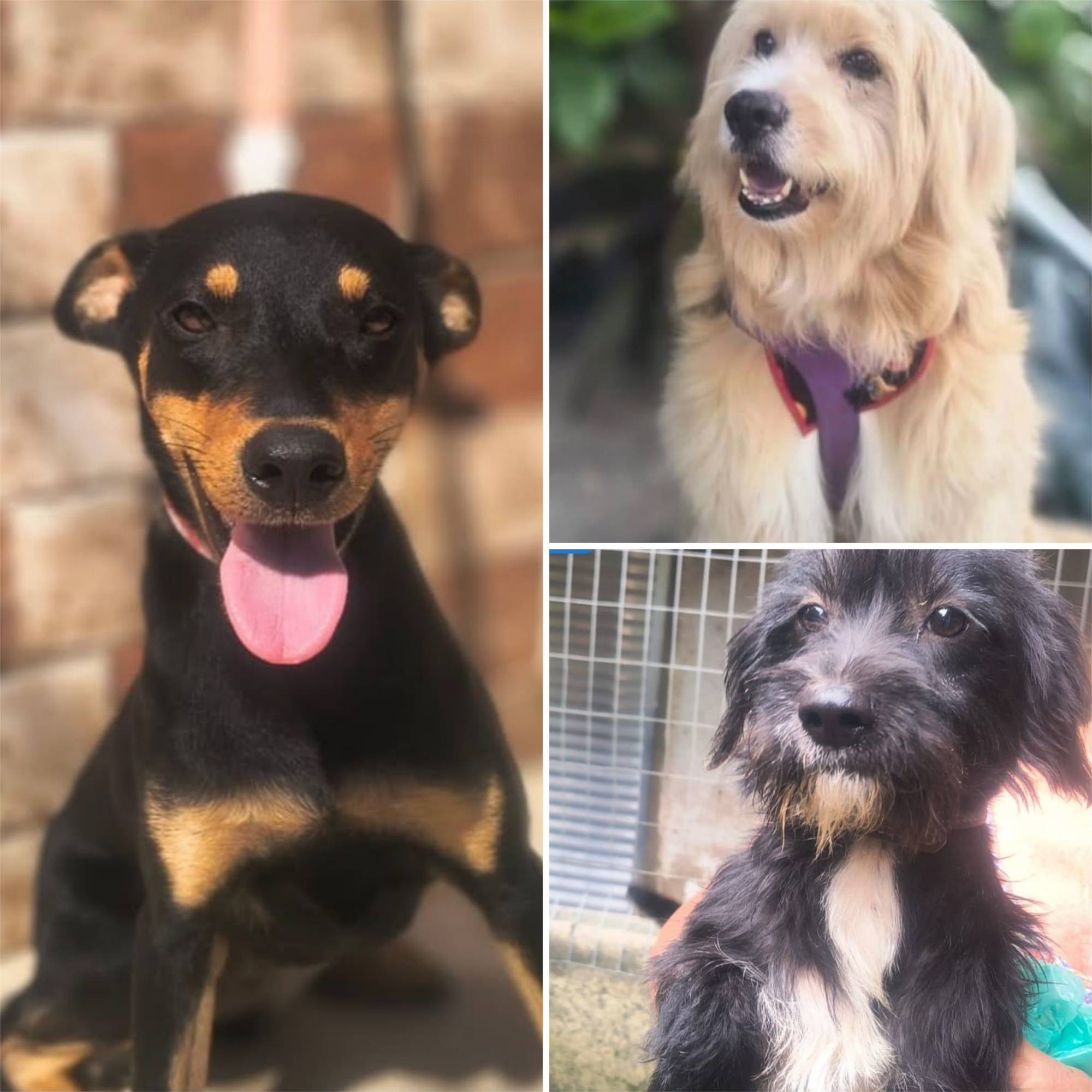 Bazar em Niterói dá roupa a quem doar ração para animais resgatados