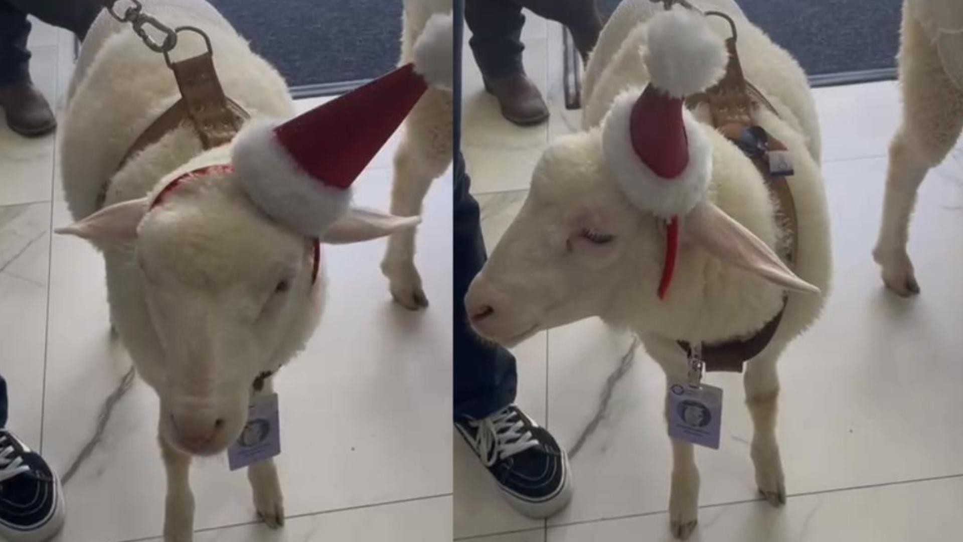 VÍDEO: ovelhas com touquinhas de Natal visitam pacientes em hospital de Curitiba