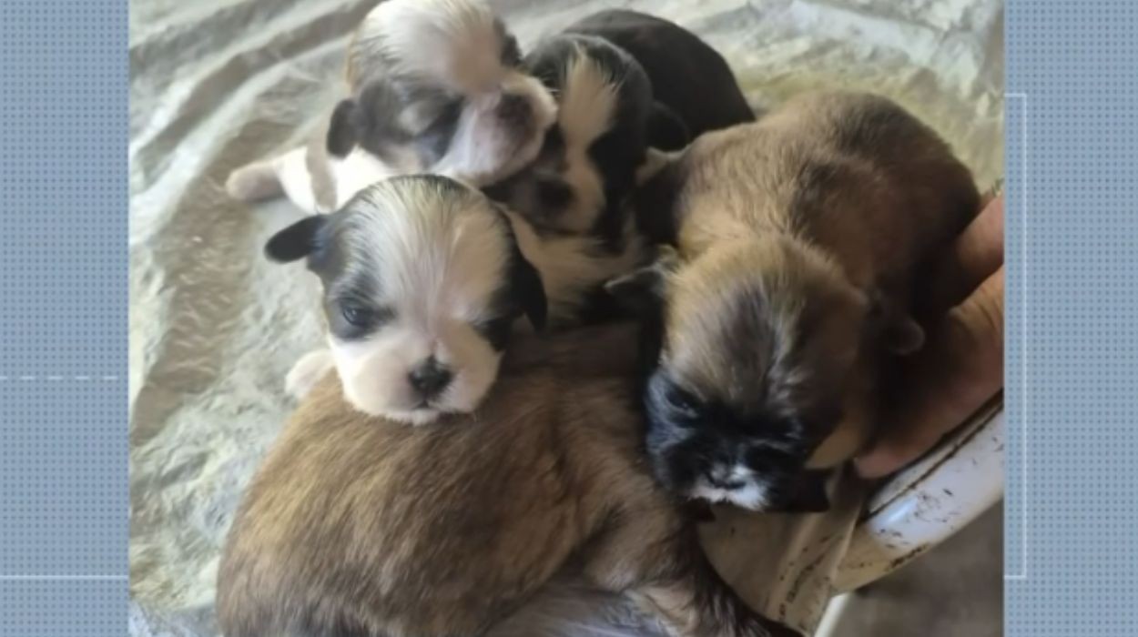 Ladrões invadem casa e furtam 4 filhotes de cachorro em São Carlos