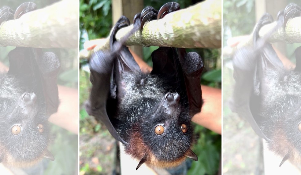 Morcego raposa-voadora, da espécie Pteropus vampyrus — Foto: daltonoutside / iNaturalist