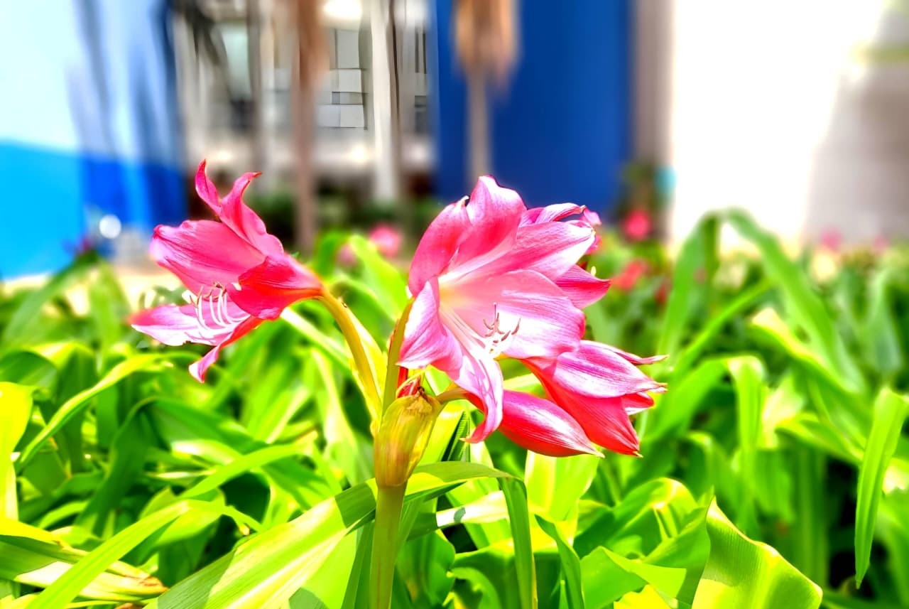 Evento pré-COP em SP tem debate sobre economia verde, workshops e shows; veja programação