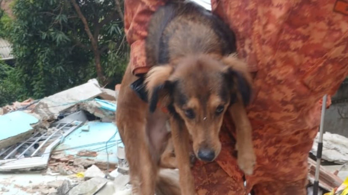Cachorro soterrado após desabamento é resgatado com vida em Niterói